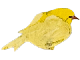 Kanarienvogel